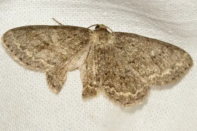 Ectropis crepuscularia - avararaszoló