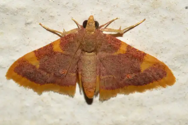 Hypsopygia costalis - szénailonca