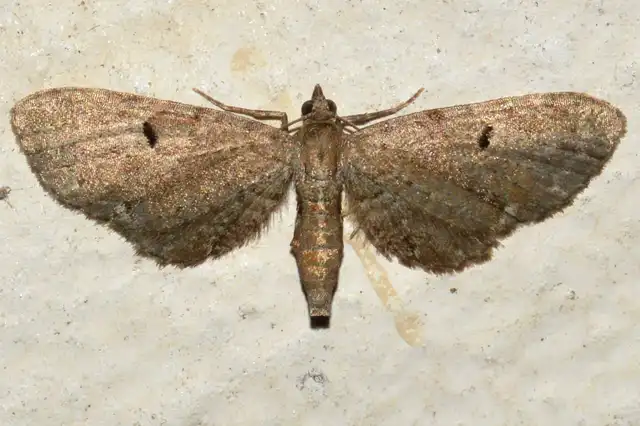 Eupithecia assimilata - komló-törpearaszoló