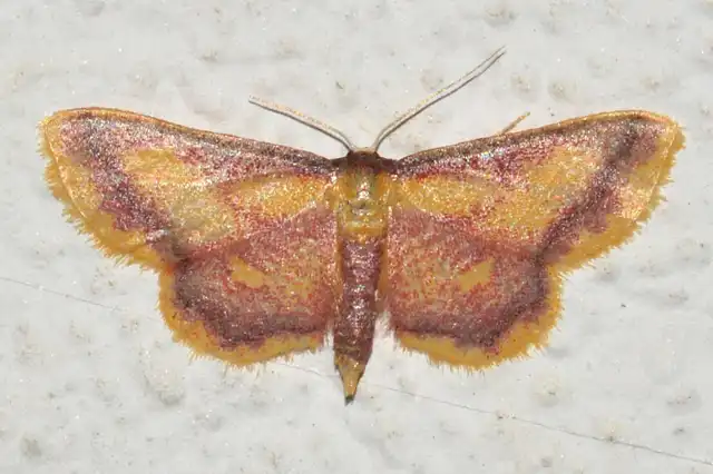 Idaea muricata - mocsári pirosaraszoló