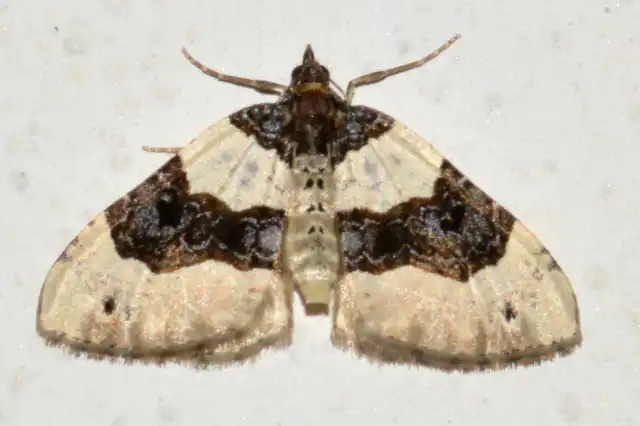 Cosmorhoe ocellata - szemes galajaraszoló