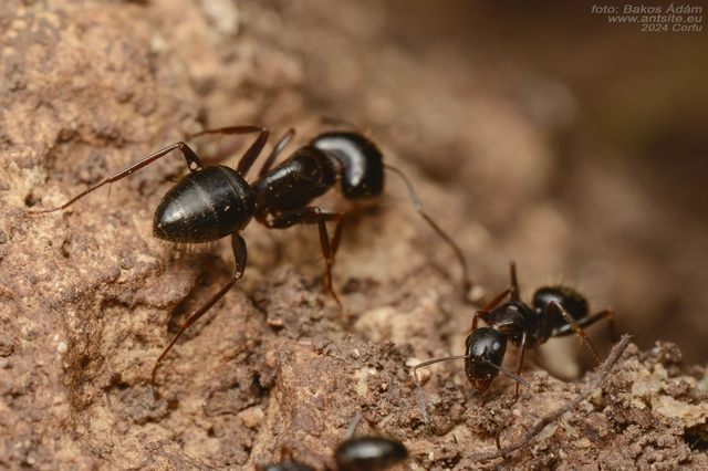 Camponotus aethiops - szőrös lóhangya