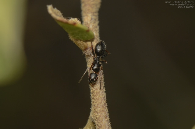 Camponotus piceus - szurkos lóhangya