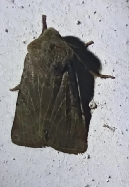 Conistra rubiginosa - szürke télibagoly