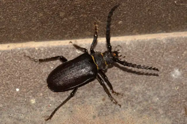 Prionus coriarius - csőszcincér