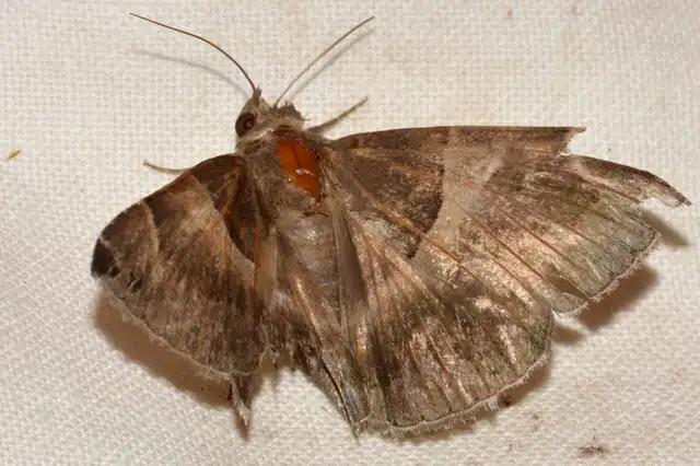 Dysgonia algira - déli porcelánbagoly