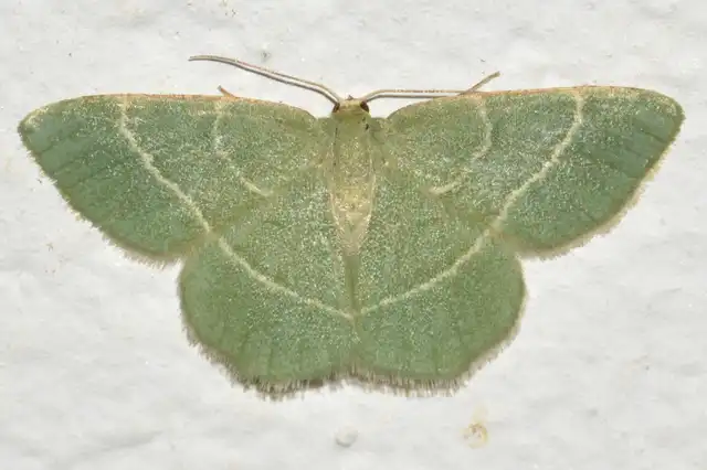 Chlorissa viridata/cloraria
