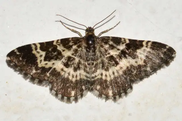 Epirrhoe tristata - gyászos tarkaaraszoló