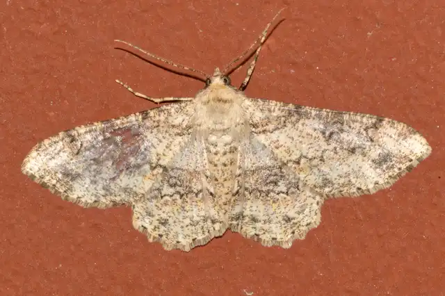 Ascotis selenaria - holdas faaraszoló