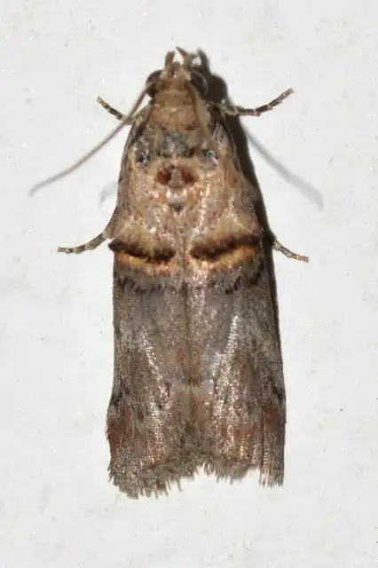 Trachonitis cristella - bokorrágó karcsúmoly