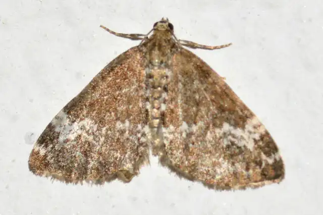 Perizoma alchemillata - árvacsalán-araszoló