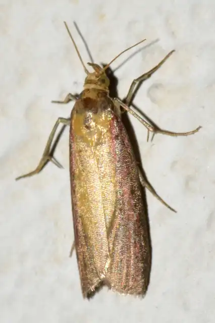 Oncocera semirubella - lucernamoly