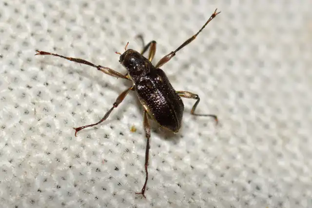 Macronychus quadrituberculatus - négypúpú karmosbogár