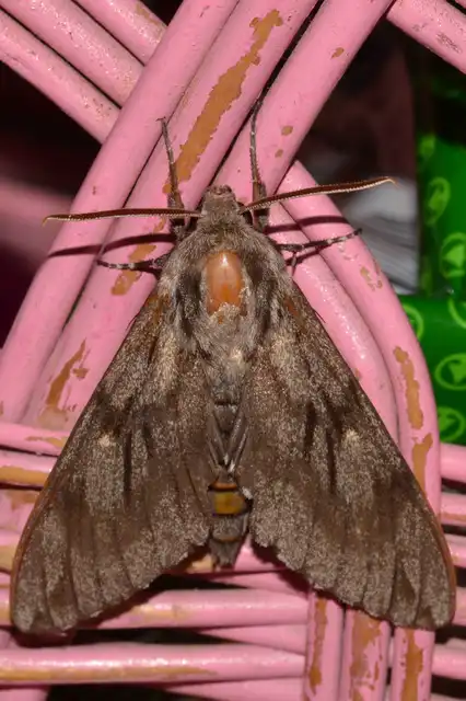Hyloicus pinastri - fenyőszender