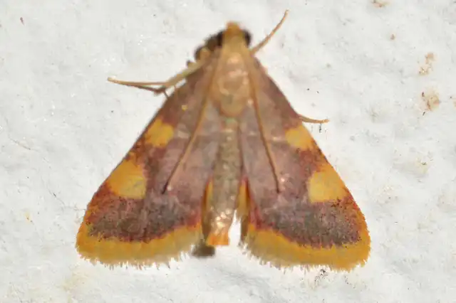 Hypsopygia costalis - szénailonca