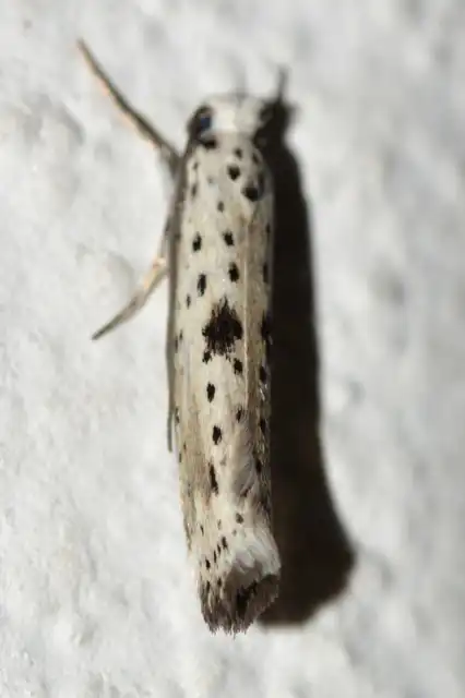 Yponomeuta plumbella - pókhálós bengemoly