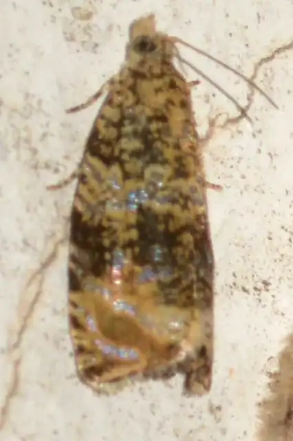 Celypha lacunana - vízparti tükrösmoly