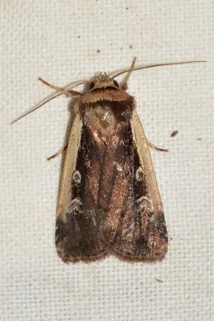Ochropleura plecta - fehérszegélyű fűbagoly