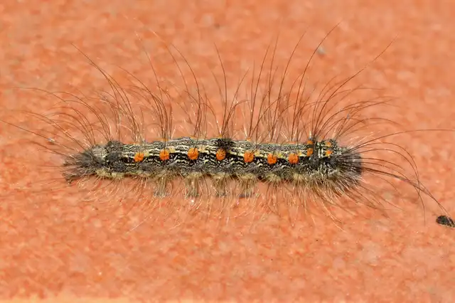 Lithosia quadra - négypettyes zuzmószövő