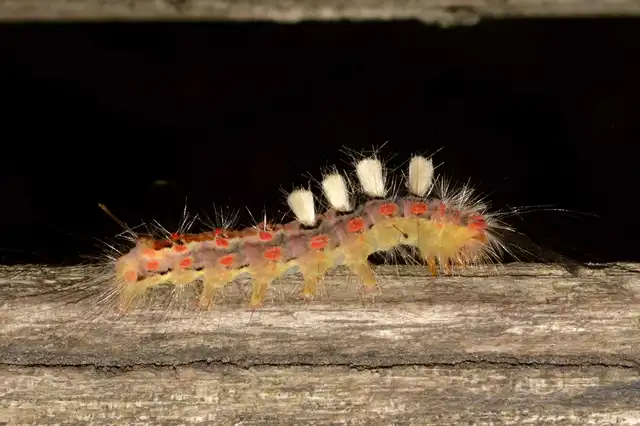 Orgyia antiqua - rozsdabarna kisszövő