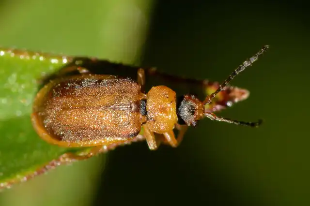 Galerucella pusilla