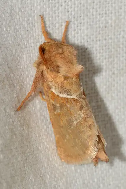 Triodia sylvina - kis gyökérrágólepke