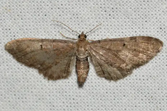 Eupithecia absinthiata - üröm-törpearaszoló