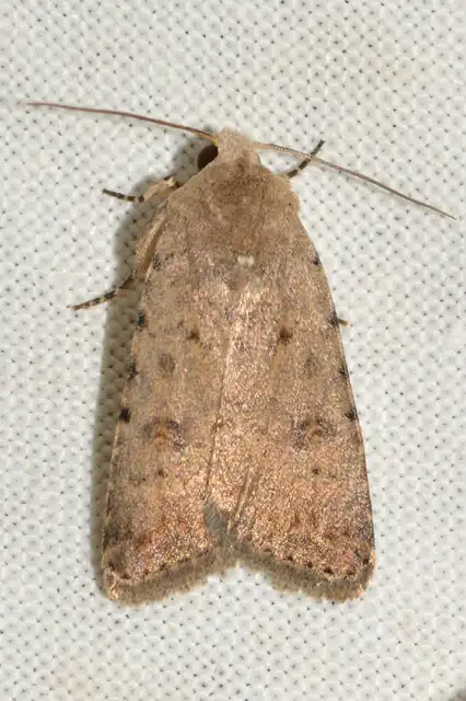 Paradrina clavipalpis - közönséges selymesbagoly