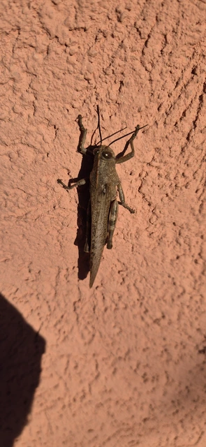Anacridium aegyptium - egyiptomi sáska