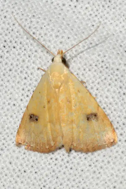 Rivula sericealis - selymes lórombagoly