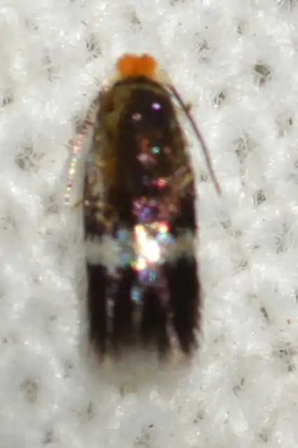Nepticulidae - törpemolyfélék