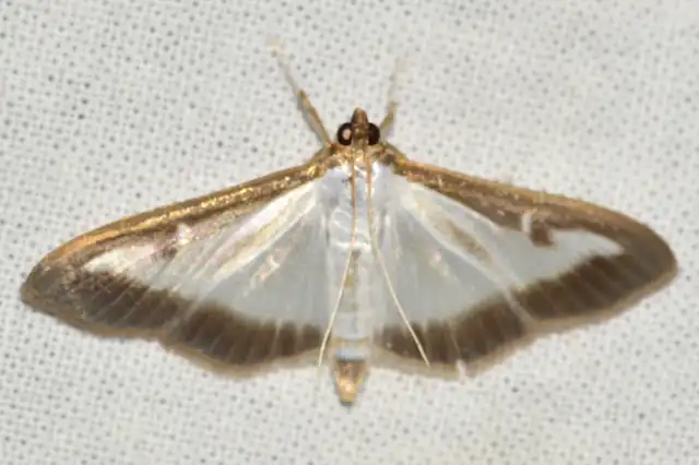 Cydalima perspectalis - puszpáng-tűzmoly