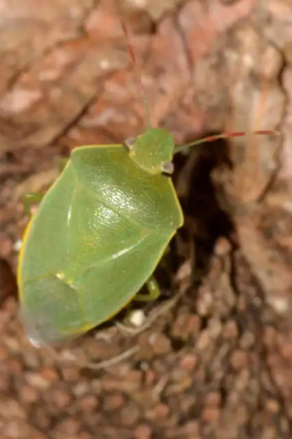 Acrosternum heegeri - rőtcsápú vándorpoloska