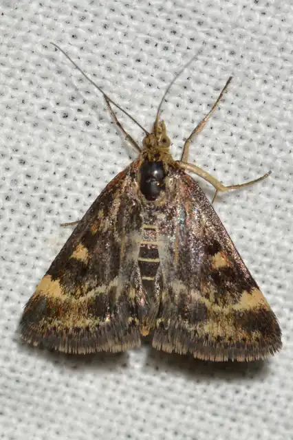 Pyrausta despicata - réti bíbormoly