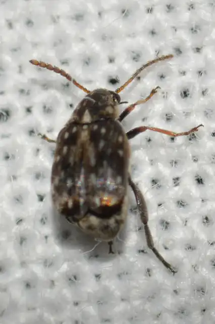 Bruchus Bruchus