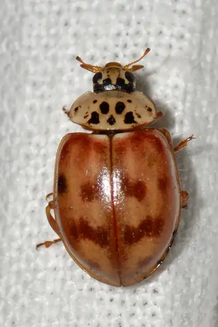 Harmonia quadripunctata - négypettyes katica