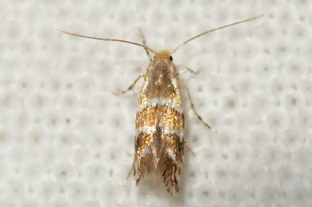 Cameraria ohridella - vadgesztenye-sátorosmoly