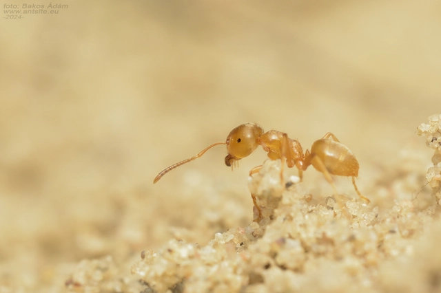 Lasius carniolicus - keleti borostyánhangya