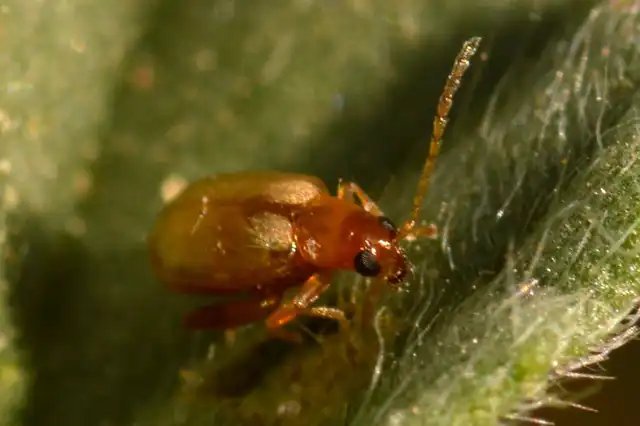 Longitarsus albineus