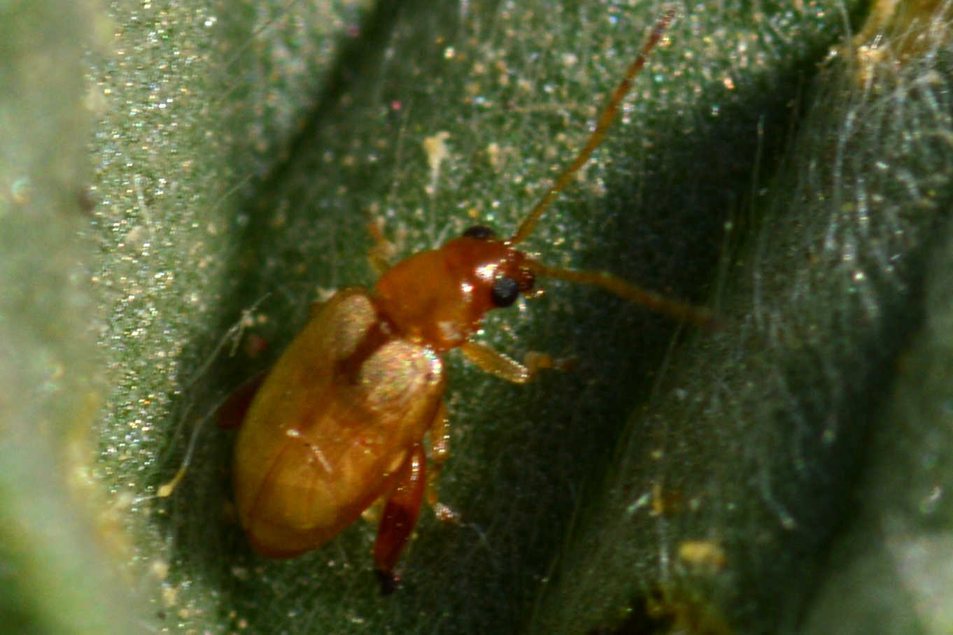 Longitarsus albineus