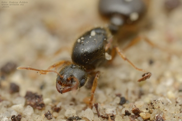 Solenopsis fugax - tolvajhangya