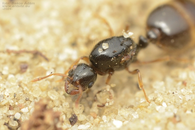 Solenopsis