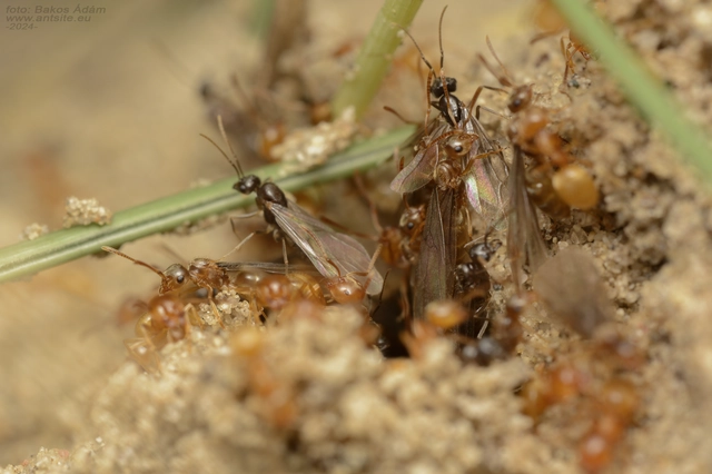 Lasius carniolicus - keleti borostyánhangya