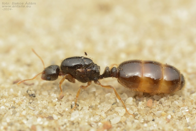 Solenopsis