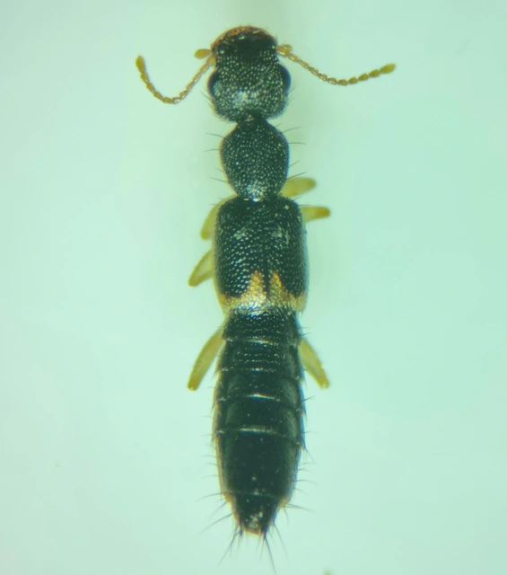 Astenus lyonessius - közönséges köviholyva