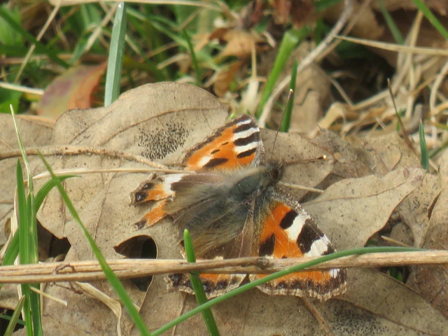 Nymphalis urticae - kis rókalepke Nymphalis urticae - kis rókalepke