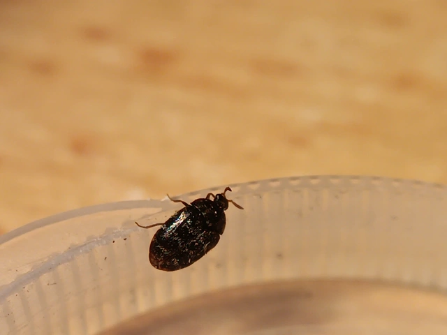 Trogoderma glabrum - fekete gabonaporva