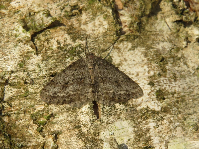 Ectropis crepuscularia - avararaszoló