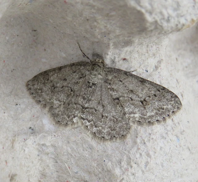 Ectropis crepuscularia - avararaszoló