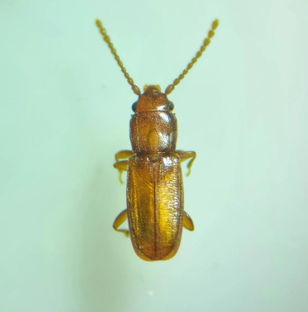 Placonotus testaceus - tölgy-szegélyeslapbogár
